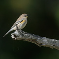 Paruline d'Audubon (2).jpg