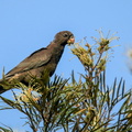 Perroquet noir (19)