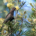 Perroquet noir (20)