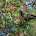 Perroquet noir (28)