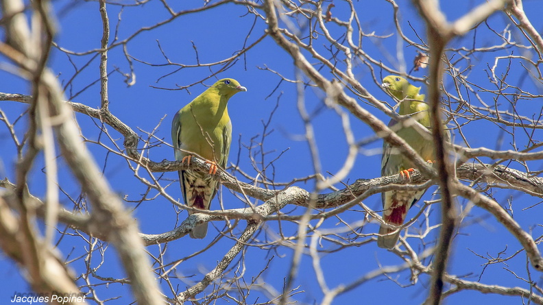 Pigeon vert de Madagascar (2).jpg