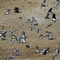 Pigeon des rochers (2).jpg