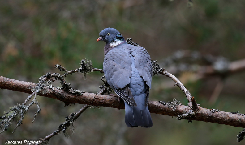 Pigeon ramier (5).jpg