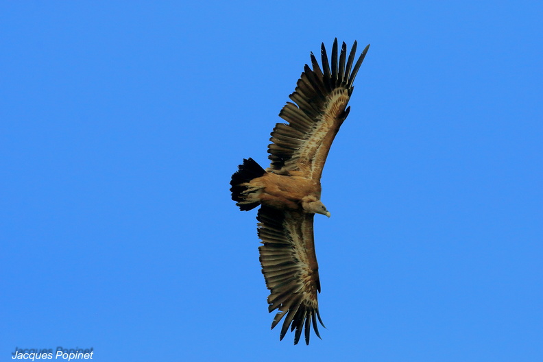 vautour fauve (2).jpg
