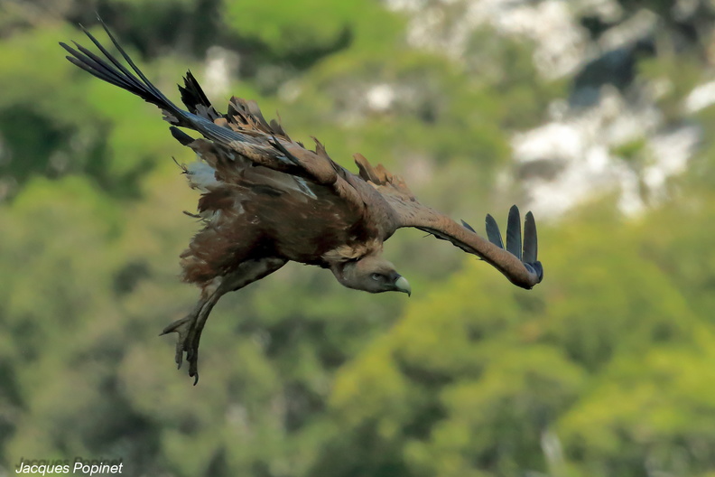 vautour fauve (3).jpg