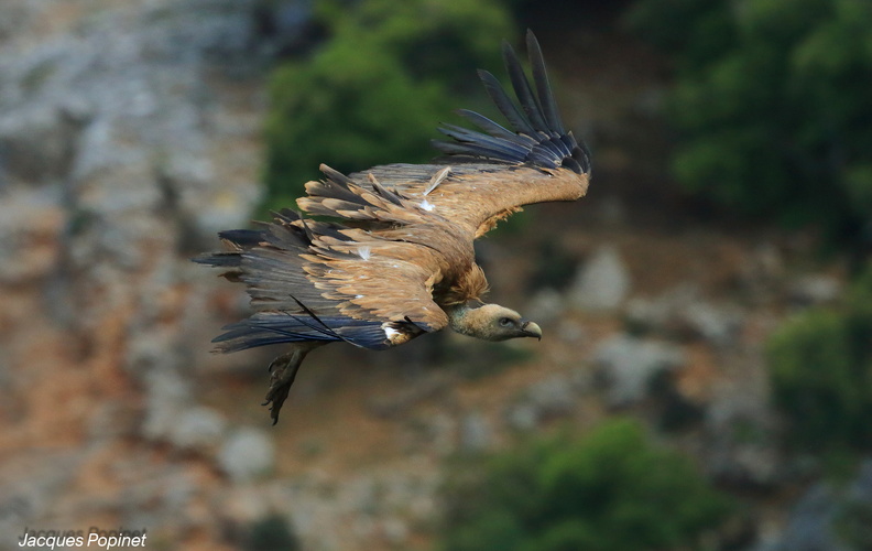 vautour fauve (5).jpg