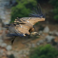 vautour fauve