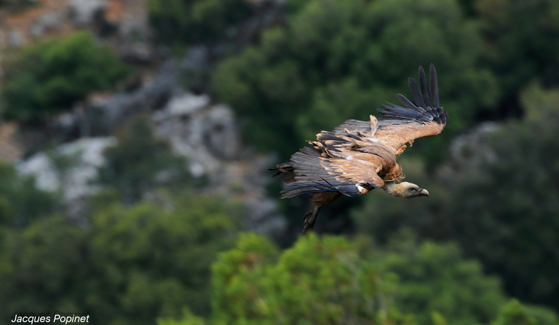 vautour fauve (6).jpg