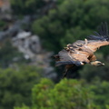 vautour fauve (6).jpg