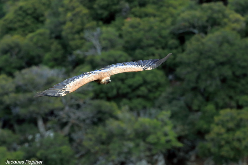 vautour fauve (7).jpg