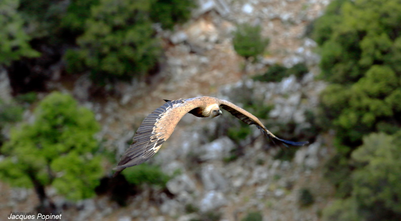 vautour fauve (10).jpg