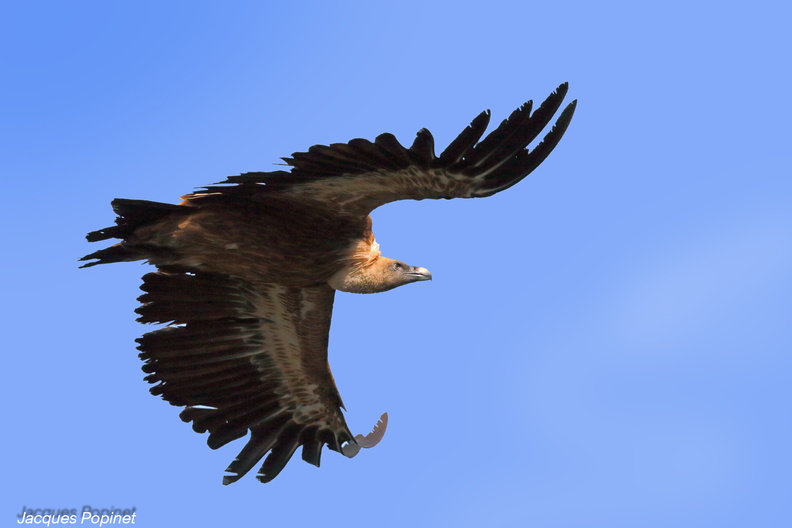 vautour fauve (12).jpg