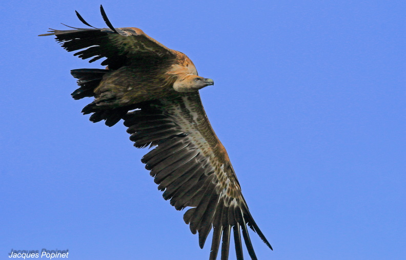 vautour fauve (11).jpg