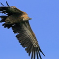vautour fauve 