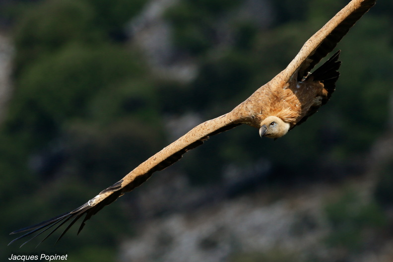vautour fauve (15).jpg