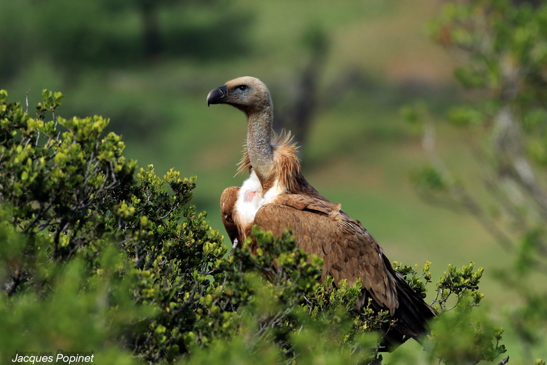 vautour fauve (16).jpg