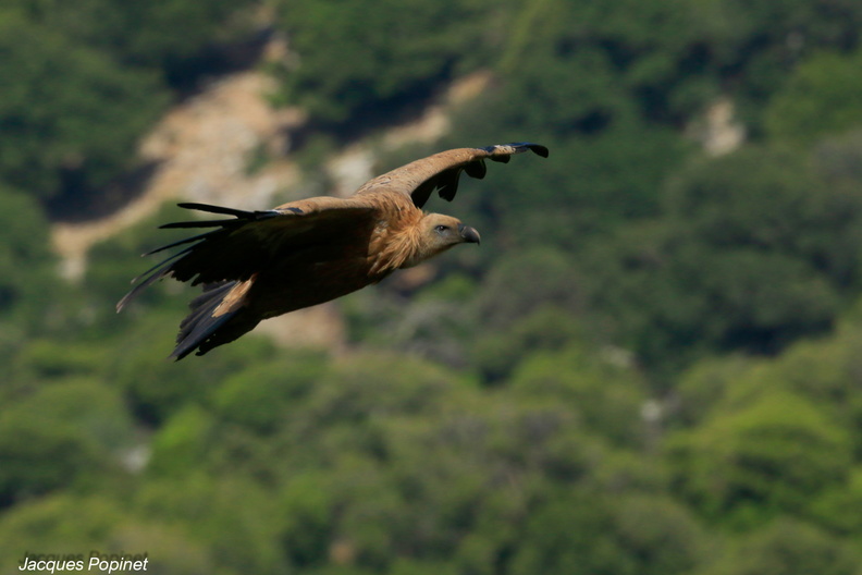 vautour fauve (18).jpg