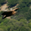 vautour fauve 