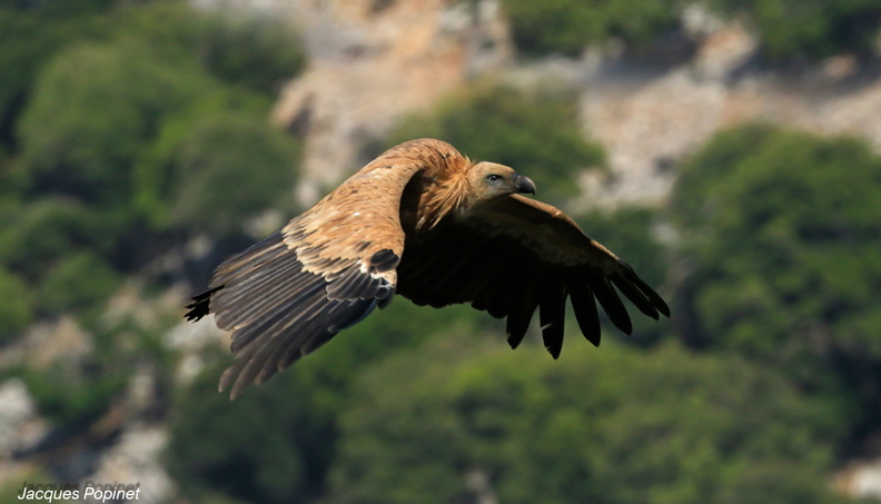 vautour fauve (19).jpg