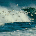 Bécasseaux sanderling