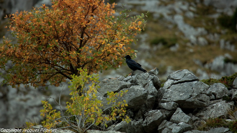 Grand corbeau (2).jpg