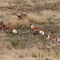 Antilope pronghorn