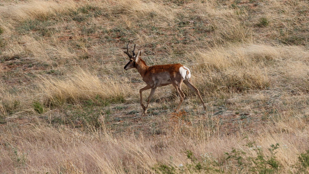 Antilope pronghorn
