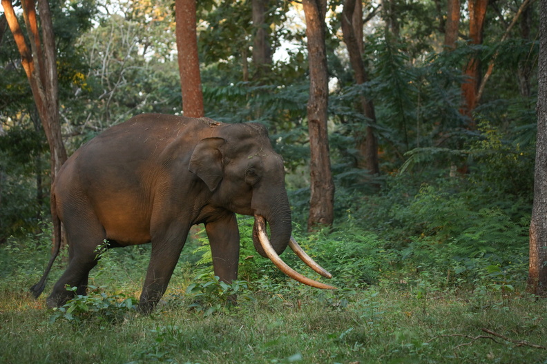 Elephant d'Asie (1)