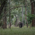 Elephant d'Asie (2)