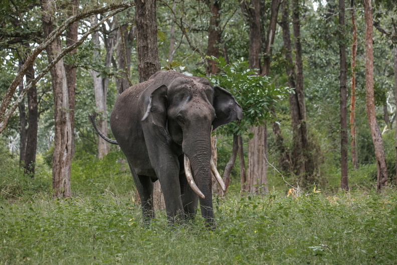 Elephant d'Asie (3)