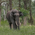 Elephant d'Asie (3)