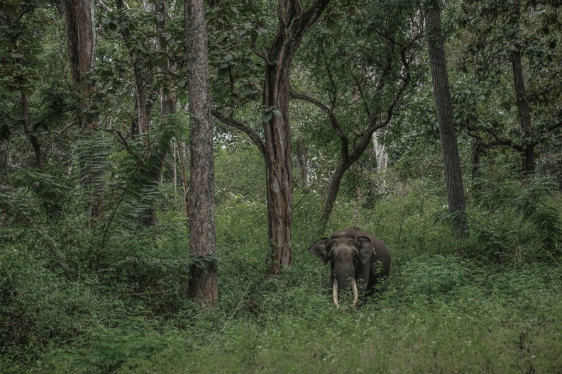 Elephant d'Asie (4).jpg