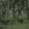 Elephant d'Asie (4)
