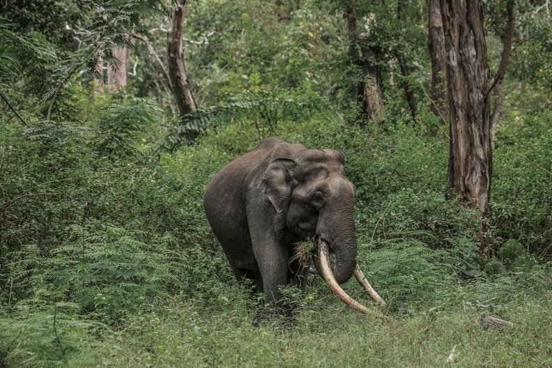 Elephant d'Asie (5).jpg