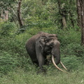 Elephant d'Asie (5)