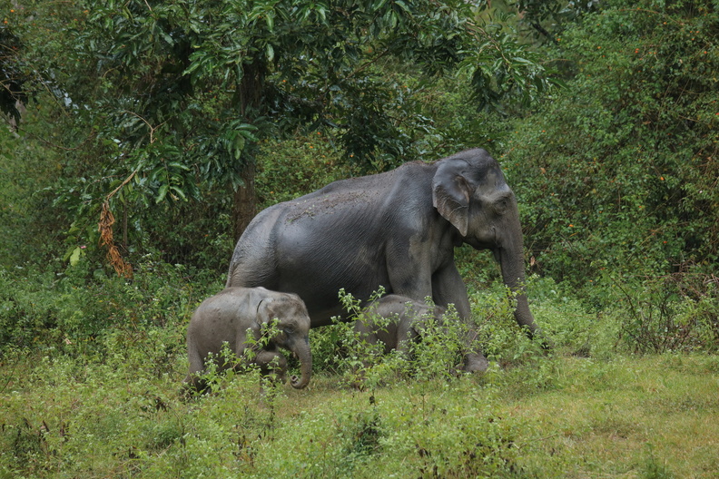 Elephant d'Asie (6).jpg