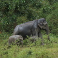 Elephant d'Asie (6)