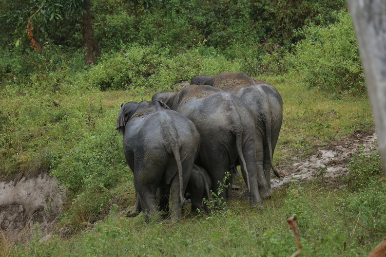Elephant d'Asie (7).jpg