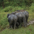 Elephant d'Asie (7)