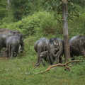 Elephant d'Asie (8)