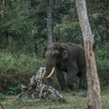 Elephant d'Asie (9)