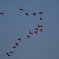 Ibis rouge Eudocimus ruber
