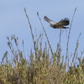 Buse aguia ;-Geranoaetus melanoleucus 