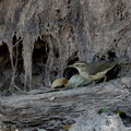 Paruline des ruisseaux Parkesia noveboracensis 