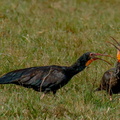 Ibis à queue pointue Cercibis oxycerca  (2)