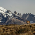 Guanaco Lama guanicoe