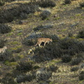 Puma    puma concolor