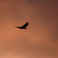 Condor des Andes  Vultur gryphus