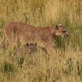 Puma Puma concolor