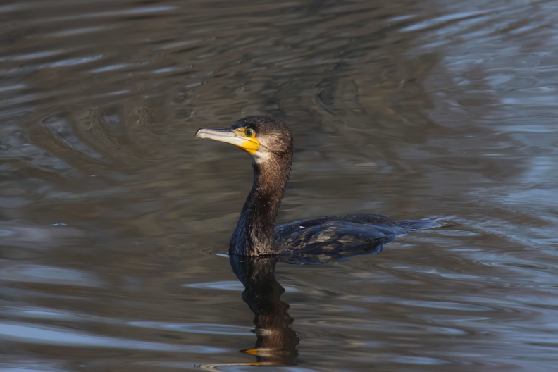 grand cormoran (2).jpg